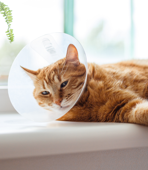 qué es la rabia en gatos